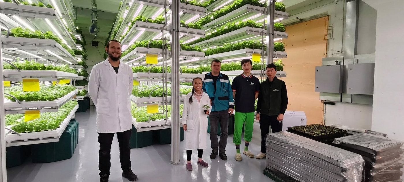Commercial basil production team in a vertical farm