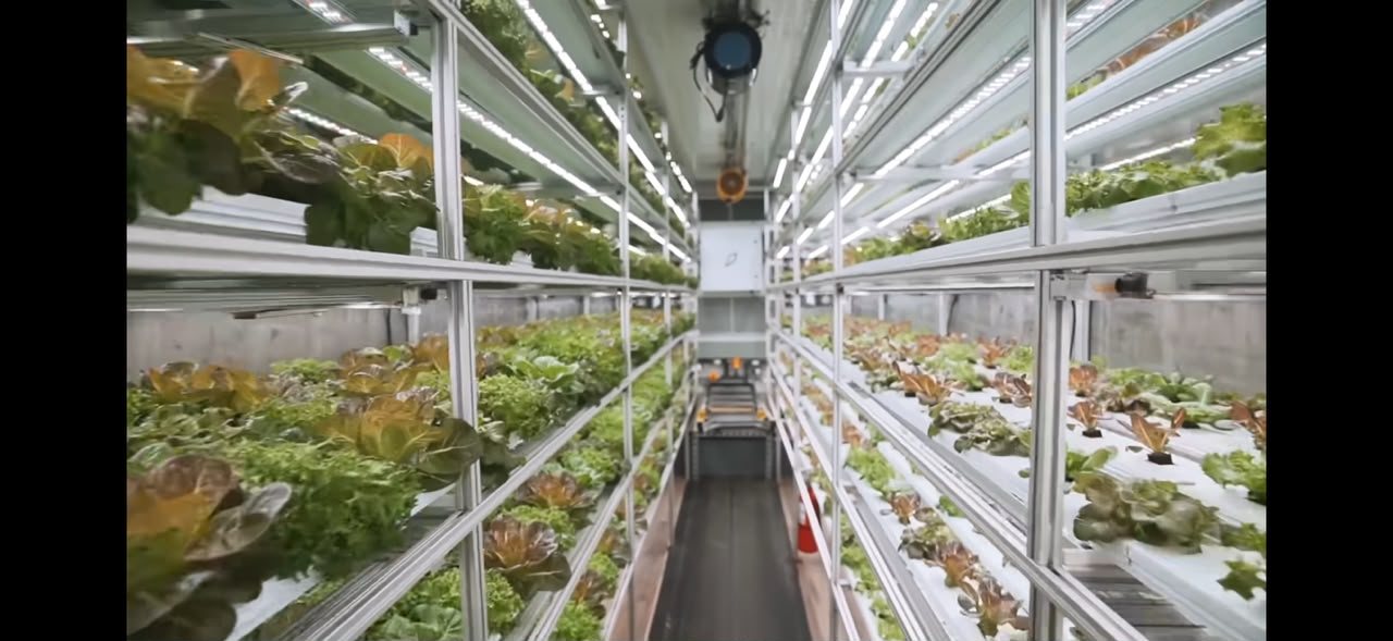 Container farm with leafy greens on stacked racks