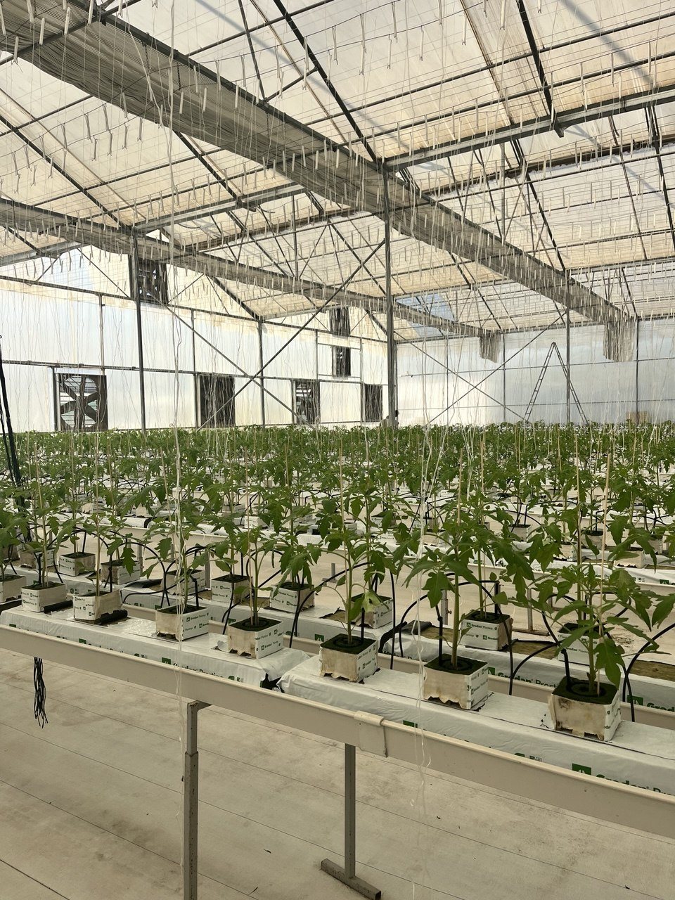 Young tomato plants in a commercial greenhouse