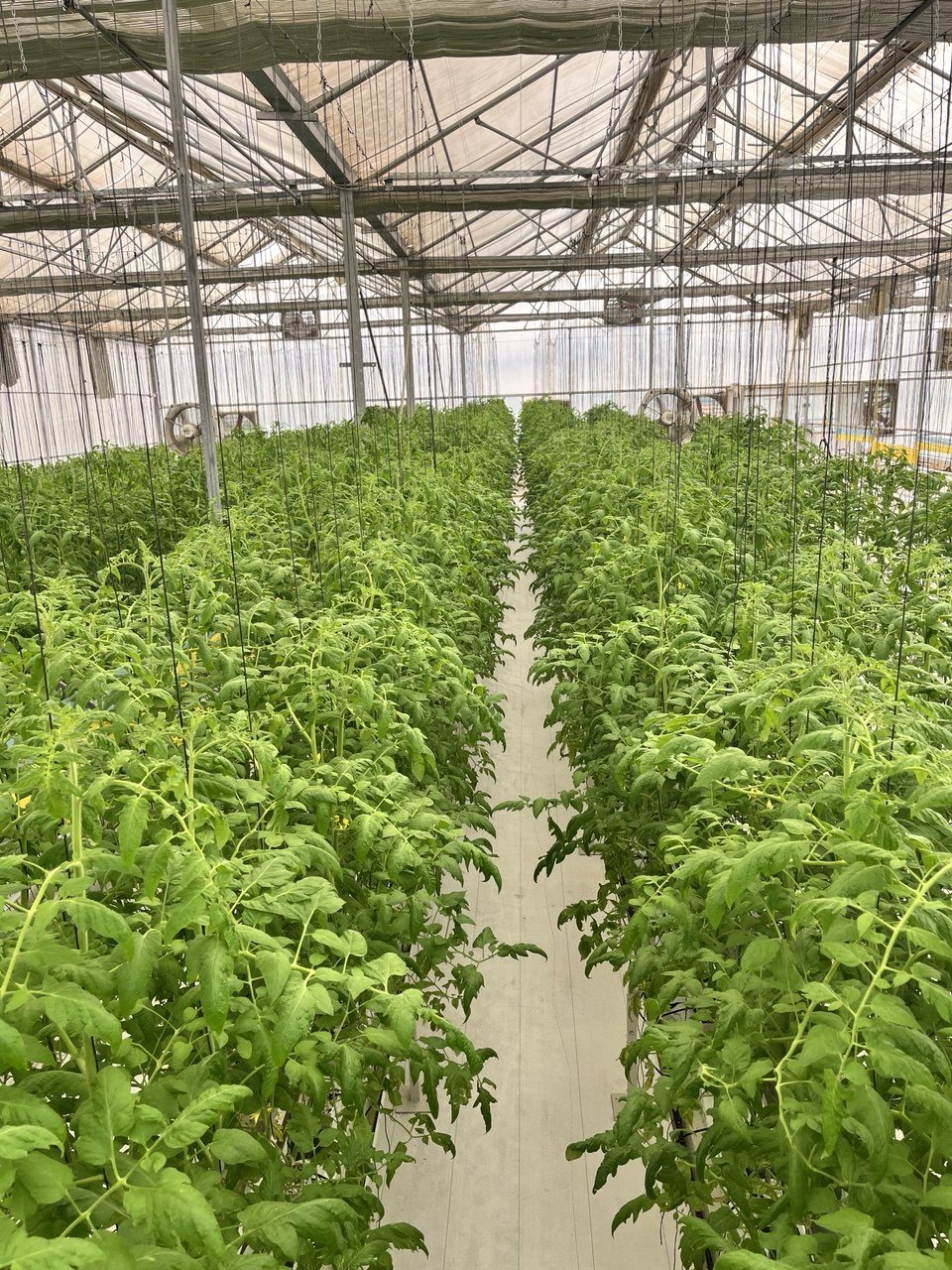 Medium-height tomato crop rows in a greenhouse